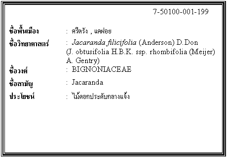 กล่องข้อความ: 7-50100-001-199 ชื่อพื้นเมือง : ศรีตรัง , แคฝอย ชื่อวิทยาศาสตร์ : Jacaranda filicifolia (Anderson) D.Don (J. obtusifolia H.B.K. ssp. rhombifolia (Meijer) A. Gentry) ชื่อวงศ์ : BIGNONIACEAE ชื่อสามัญ : Jacaranda ประโยชน์ : ไม้ดอกประดับกลางแจ้ง
